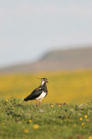 06-5556 Lapwing (Vanellus vanellus) with Buttercups, Langdon Beck, Upper Teesdale, County Durham